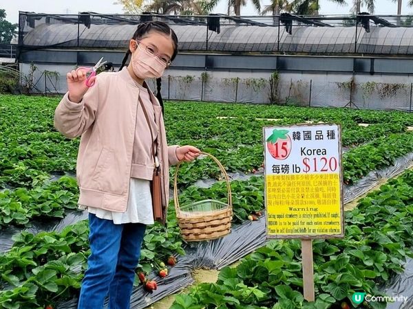 又到摘士多啤梨既季節