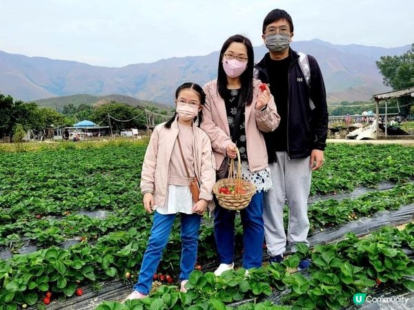 又到摘士多啤梨既季節