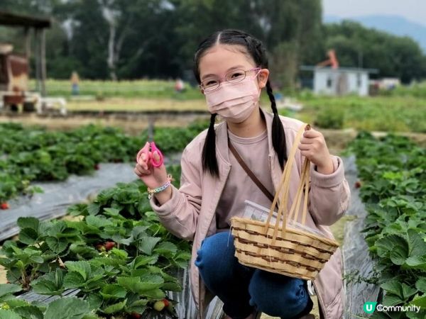 又到摘士多啤梨既季節