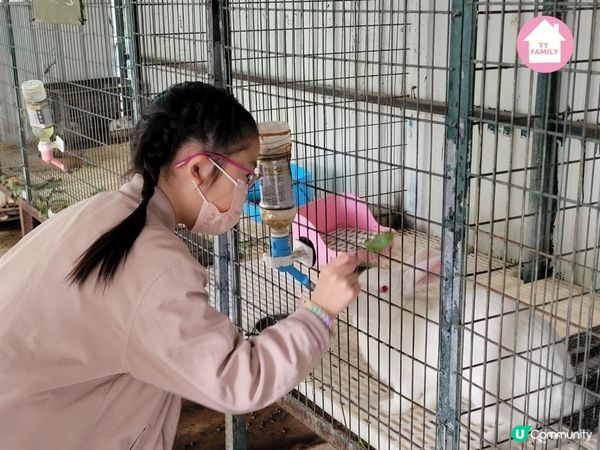 又到摘士多啤梨既季節