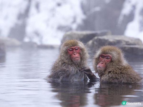 探訪日本的三大古溫泉