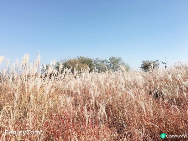 韓國賞楓 - 內藏山