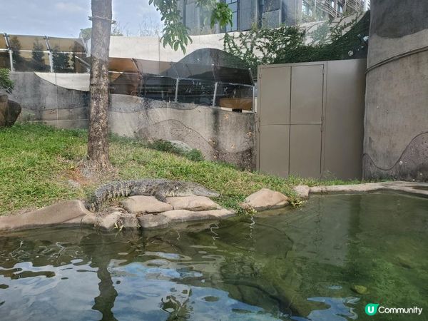 《精彩推介 : 海洋公園門外之鱷魚館》