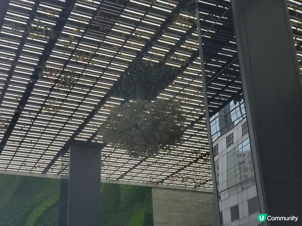 《識條鐵咩？系列之倒吊樹🌳》