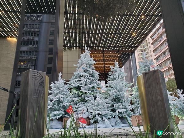 《識條鐵咩？系列之倒吊樹🌳》