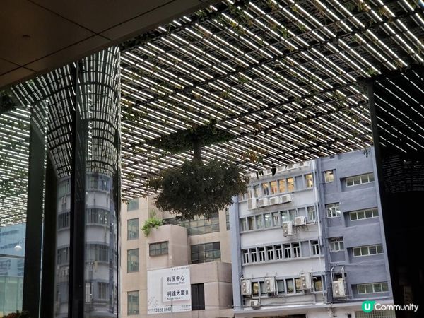 《識條鐵咩？系列之倒吊樹🌳》