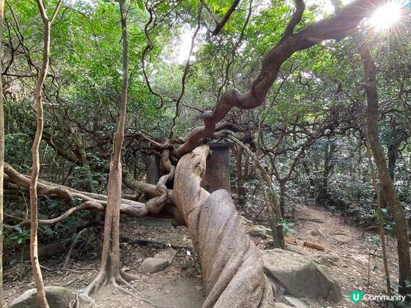 一條啱新手行山嘅路線—芧坪古道（更新)