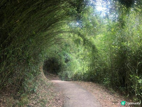 一條啱新手行山嘅路線—芧坪古道（更新)