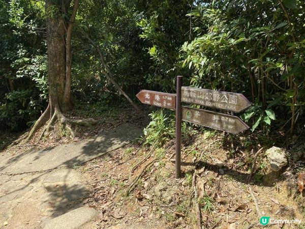 一條啱新手行山嘅路線—芧坪古道（更新)