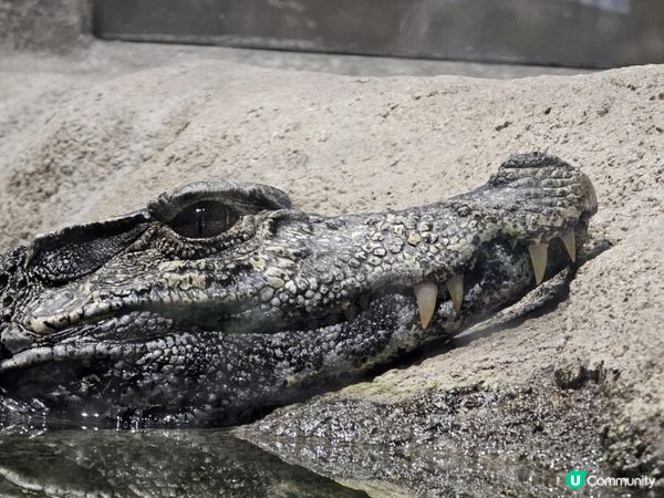 沖繩DMM Kariyushi水族館｜離機場最近的水族館｜小