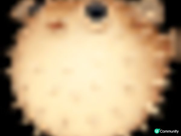 沖繩DMM Kariyushi水族館｜離機場最近的水族館｜小