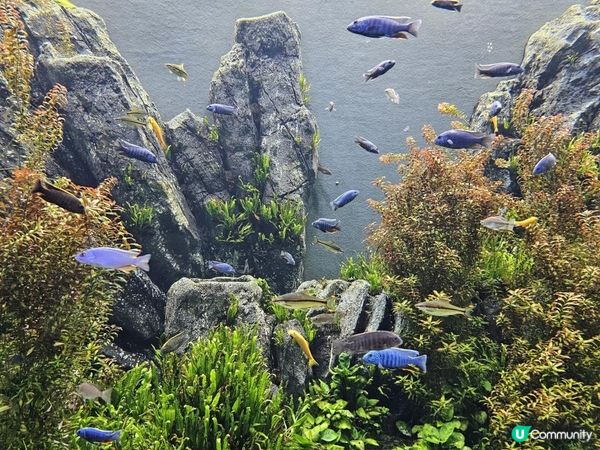 沖繩DMM Kariyushi水族館｜離機場最近的水族館｜小