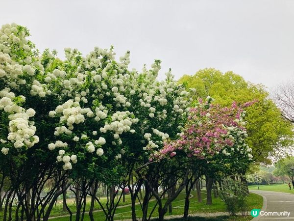 2023年復活節的上海無錫之旅 - 桃之夭夭，灼灼其華 (無錫蠡園、蠡湖公園)