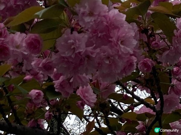 2023年復活節的上海無錫之旅 - 桃之夭夭，灼灼其華 (無錫蠡園、蠡湖公園)