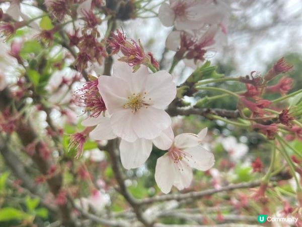 2023年復活節的上海無錫之旅 - 桃之夭夭，灼灼其華 (無錫蠡園、蠡湖公園)