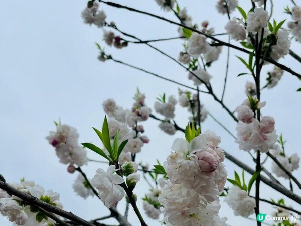 2023年復活節的上海無錫之旅 - 桃之夭夭，灼灼其華 (無錫蠡園、蠡湖公園)