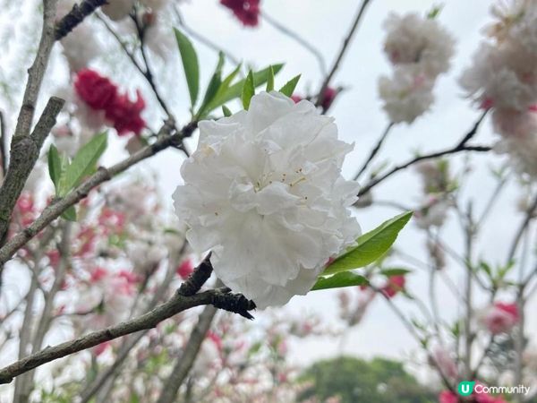 2023年復活節的上海無錫之旅 - 桃之夭夭，灼灼其華 (無錫蠡園、蠡湖公園)