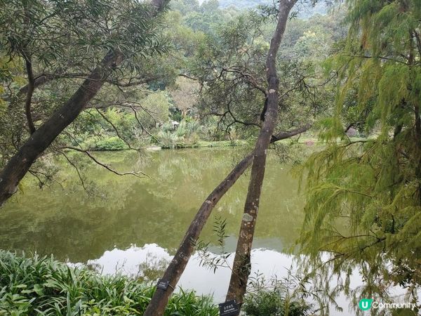 《仙湖植物園 ~ 桫欏湖及弘法寺》
