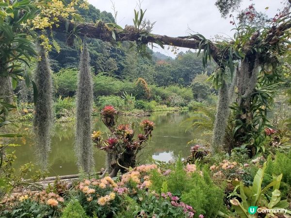 《仙湖植物園 ~ 桫欏湖及弘法寺》