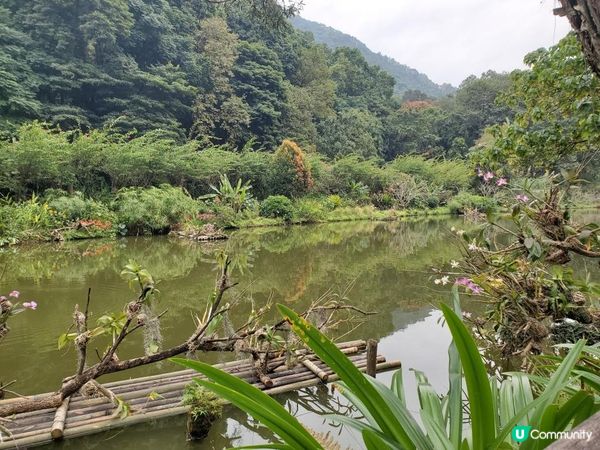 《仙湖植物園 ~ 桫欏湖及弘法寺》