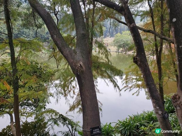 《仙湖植物園 ~ 桫欏湖及弘法寺》