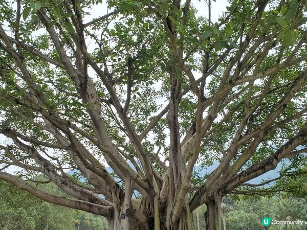 《仙湖植物園 ~ 鄧小平楊尚昆手植樹、天空之鏡》