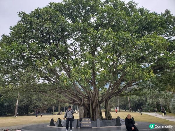 《仙湖植物園 ~ 鄧小平楊尚昆手植樹、天空之鏡》