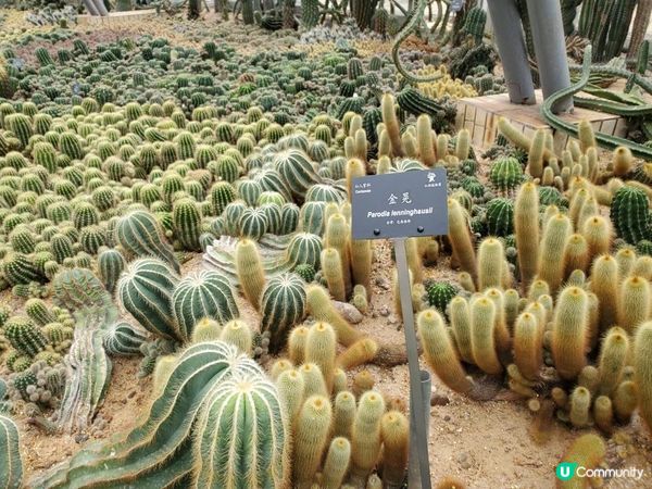 《重點推介 : 仙人掌與多肉園》