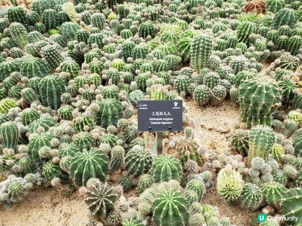 《重點推介 : 仙人掌與多肉園》
