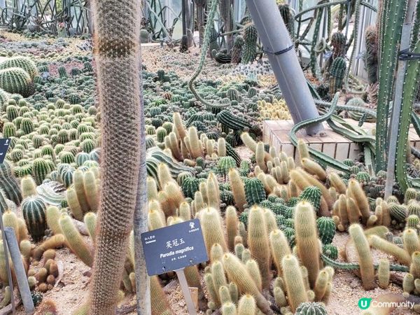 《重點推介 : 仙人掌與多肉園》