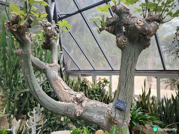 《重點推介 : 仙人掌與多肉園》