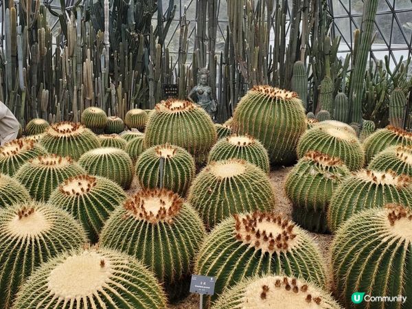 《重點推介 : 仙人掌與多肉園》