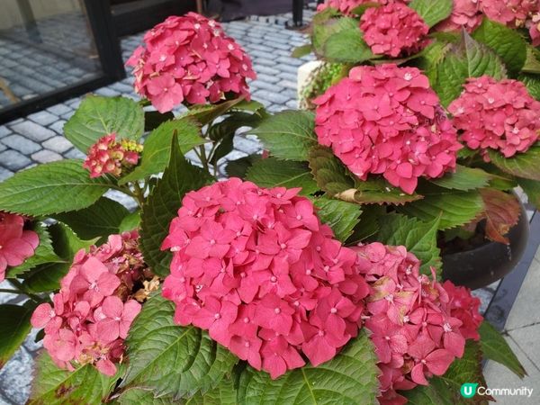 《1881 HERITAGE 隨影 🥰📸》