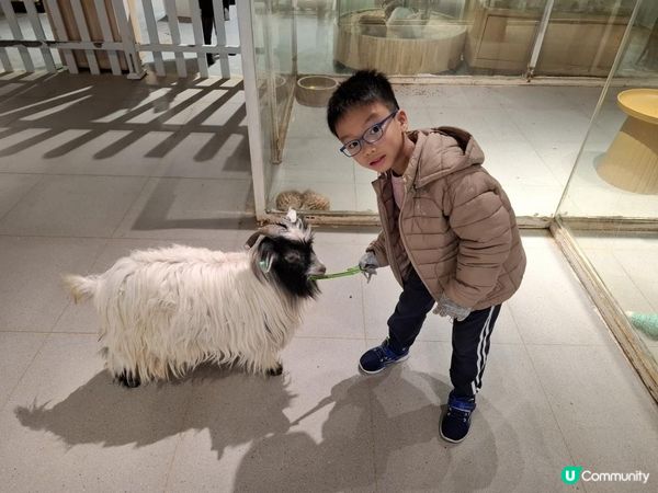 【暟。玩。樂】#71 三鮮過海 x 萌寵樂園 x 美奈小館【深圳遊 5】