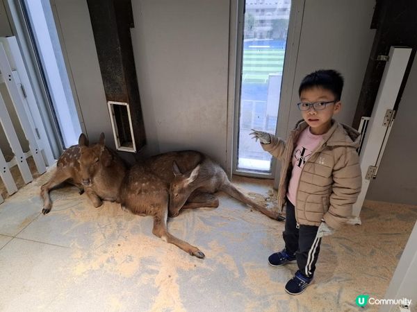 【暟。玩。樂】#71 三鮮過海 x 萌寵樂園 x 美奈小館【深圳遊 5】