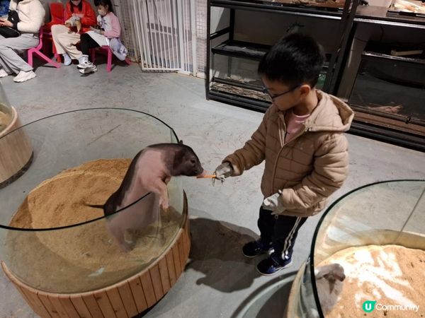 【暟。玩。樂】#71 三鮮過海 x 萌寵樂園 x 美奈小館【深圳遊 5】