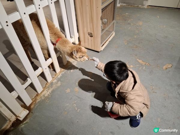 【暟。玩。樂】#71 三鮮過海 x 萌寵樂園 x 美奈小館【深圳遊 5】