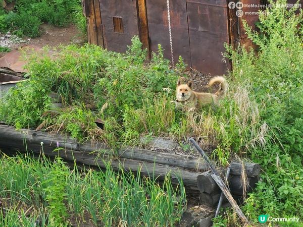 【環貝加爾湖小火車】用便宜50倍的價錢坐「觀光小火車」，慢遊世界最深湖泊的鐵道旅行🌊