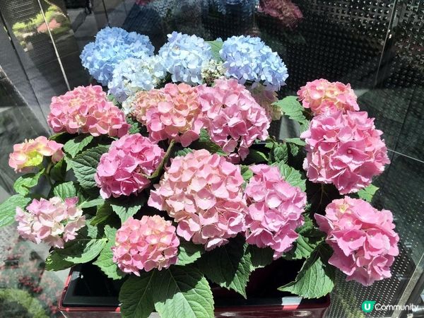 😍😍靚靚《繡球花》😍😍