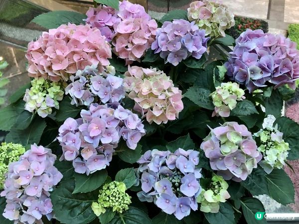 😍😍靚靚《繡球花》😍😍