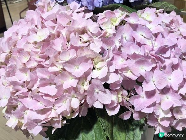 😍😍靚靚《繡球花》😍😍