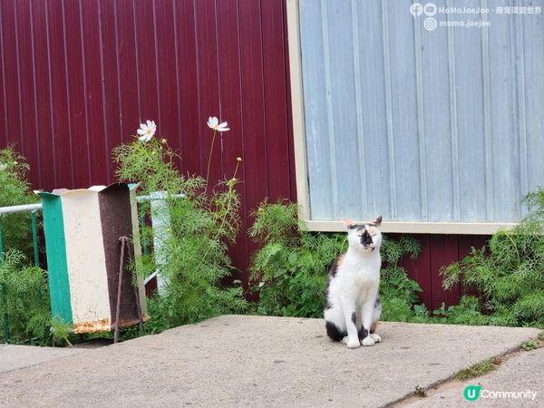 【驚險回歸蒙古🇲🇳】實用建議！被遣返之後竟然翻盤？！從俄羅斯陸路奇蹟闖進烏蘭巴托！