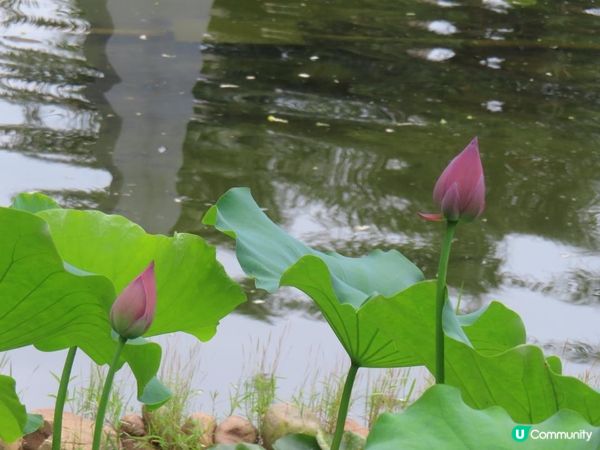 漫遊香港 - 城門谷公園荷花相集