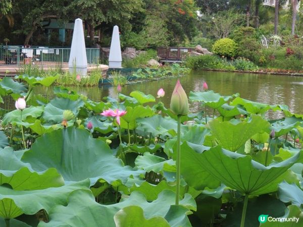 漫遊香港 - 城門谷公園荷花相集