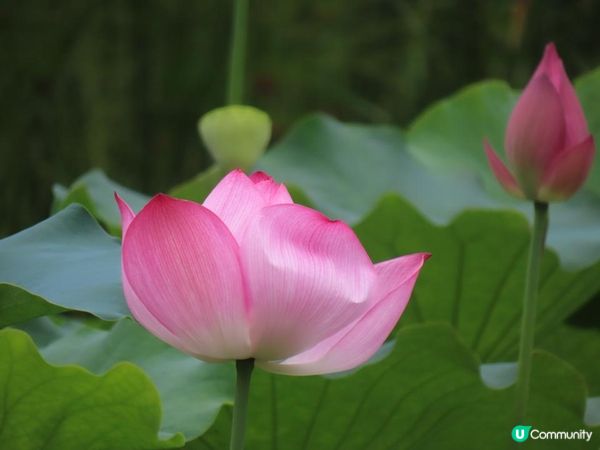 漫遊香港 - 城門谷公園荷花相集