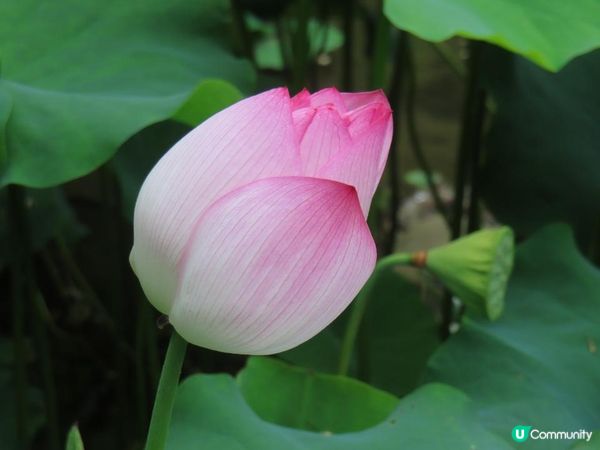 漫遊香港 - 城門谷公園荷花相集