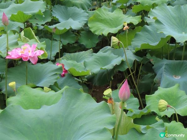 漫遊香港 - 城門谷公園荷花相集