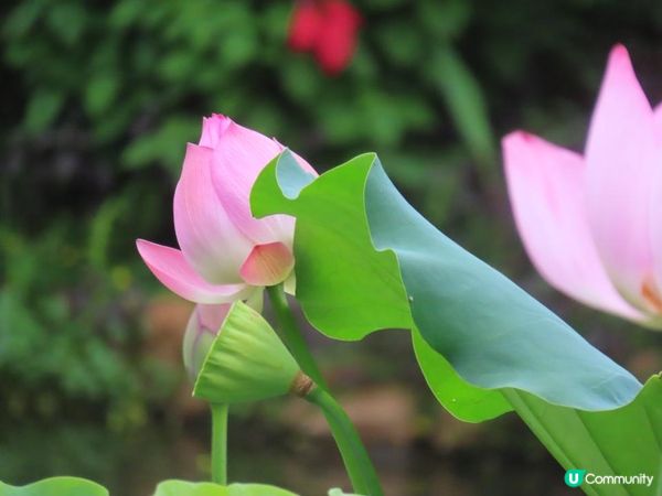 漫遊香港 - 城門谷公園荷花相集