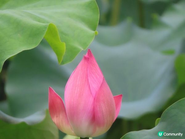 漫遊香港 - 城門谷公園荷花相集