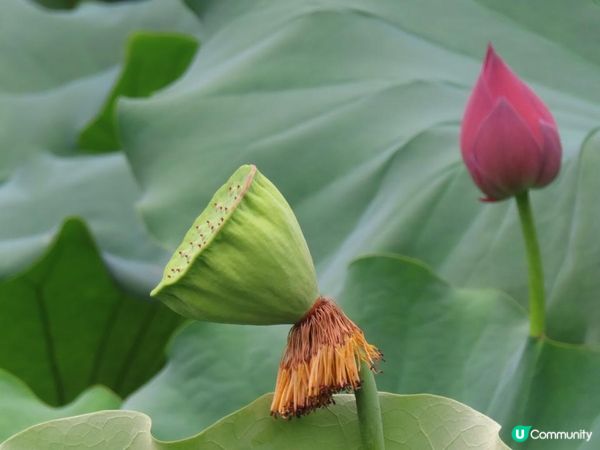 漫遊香港 - 城門谷公園荷花相集